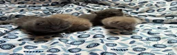 British Shorthair cats for sale: Pedigree British Blue/ Lilac Kittens - Advert 21