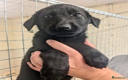 Mixed Breed dogs for sale: Gorgeous Sheprador Puppies  - Image 6