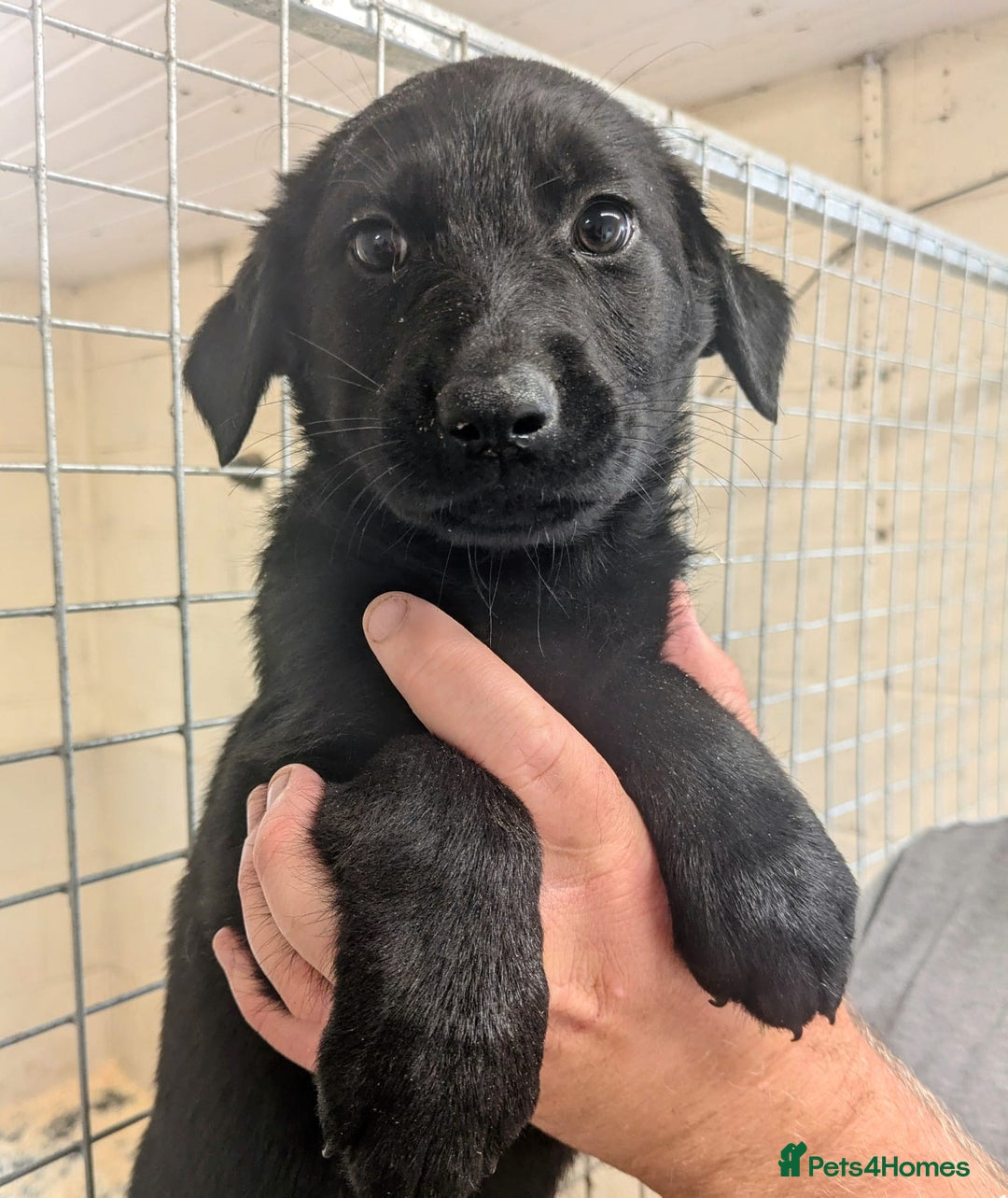 Mixed Breed dogs for sale: Gorgeous Sheprador Puppies  - Image 6