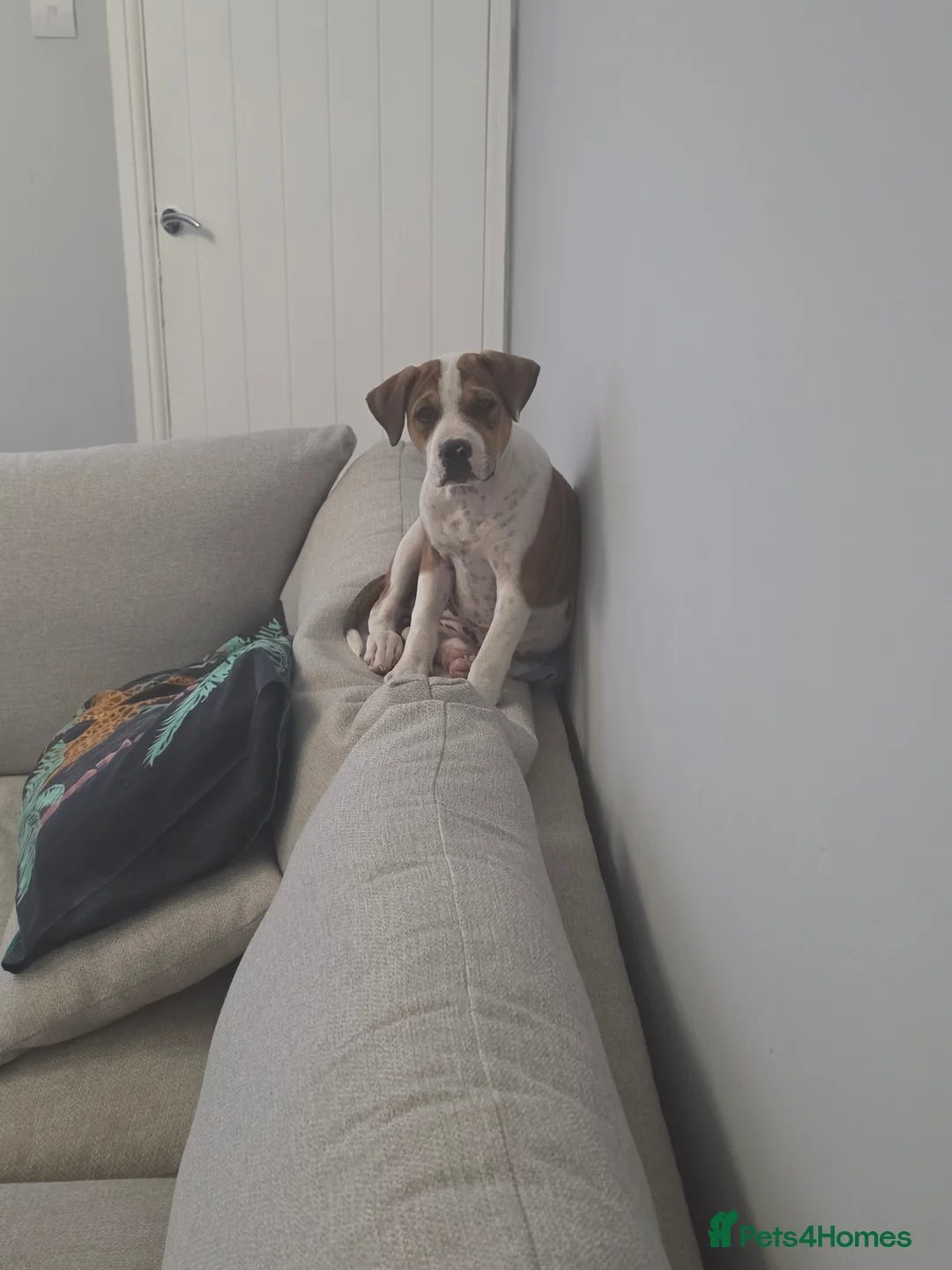 Mixed Breed dogs for sale: Female American bulldog/ staff in Durham - Advert 2