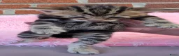 Bengal cats for sale: Beautiful Purebred Bengal Kittens - Advert 21