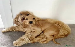 Cocker Spaniel dogs for sale: 🐾 Gorgeous Cocker Spaniel Puppies – Ready  - Image 4