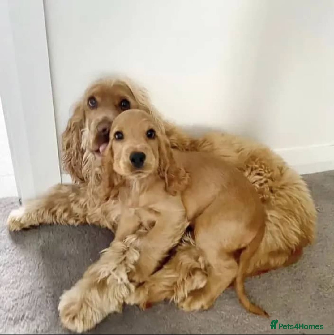 Cocker Spaniel dogs for sale: 🐾 Gorgeous Cocker Spaniel Puppies – Ready  - Image 4