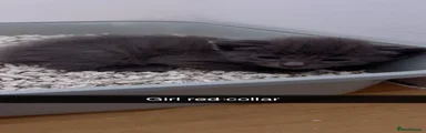 Red collar 
