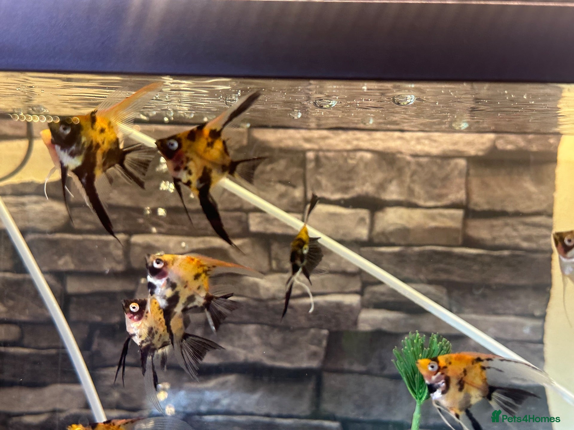 Angelfish fish for sale: Angel Fish/Shrimp/Golden Danio/Betta  - Advert 20