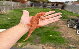 Bearded Dragon reptiles for sale: Bearded Dragon. Blue bar Tiger Stripe  - Image 8