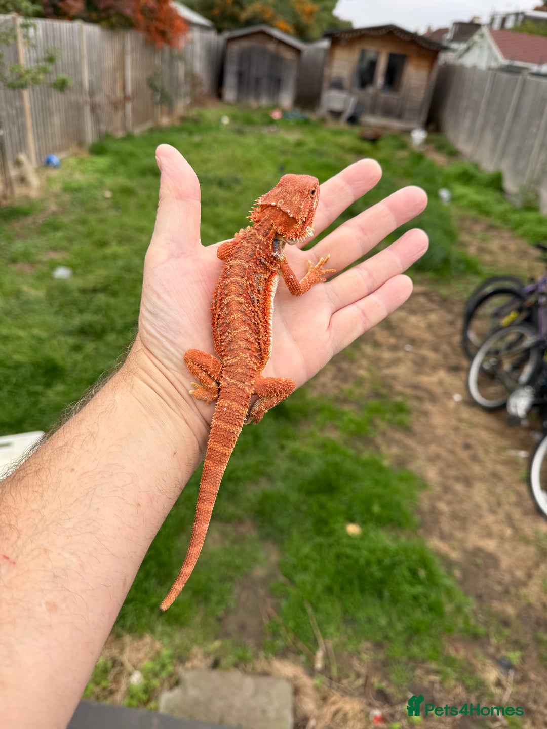 Bearded Dragon reptiles for sale: Bearded Dragon. Blue bar Tiger Stripe  - Image 8