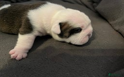 English Bulldog dogs for sale: English bulldogs - Advert 33