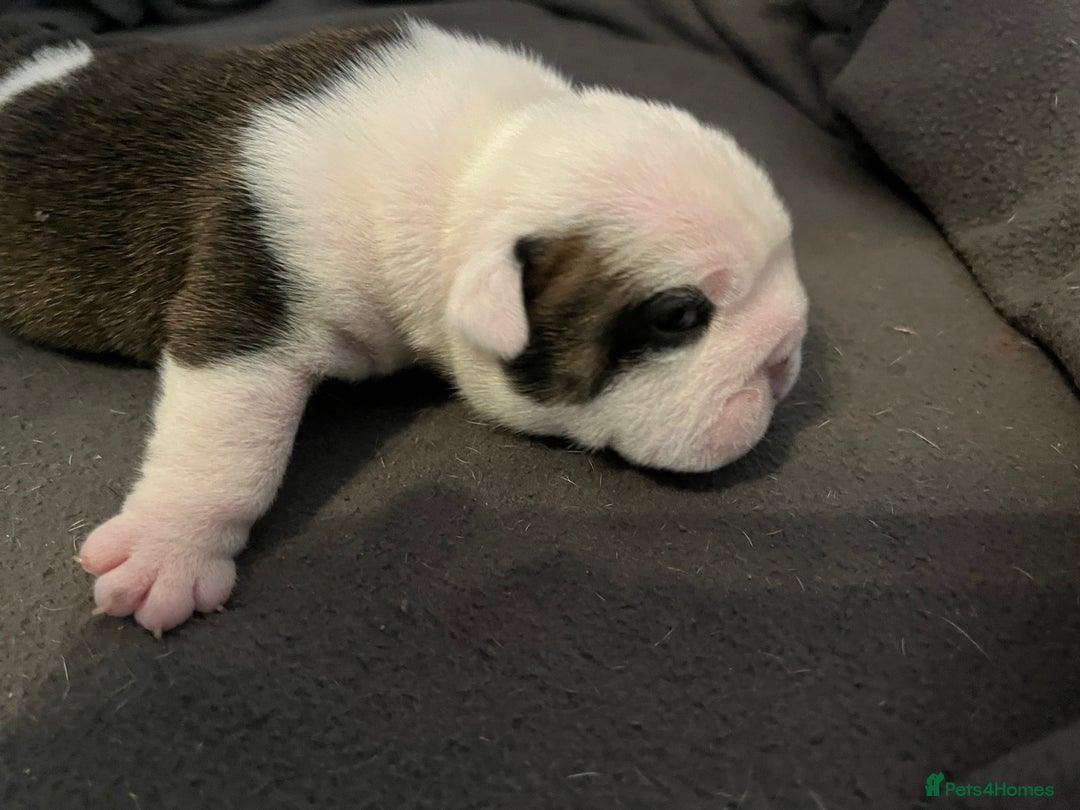 English Bulldog dogs for sale: English bulldogs - Advert 33