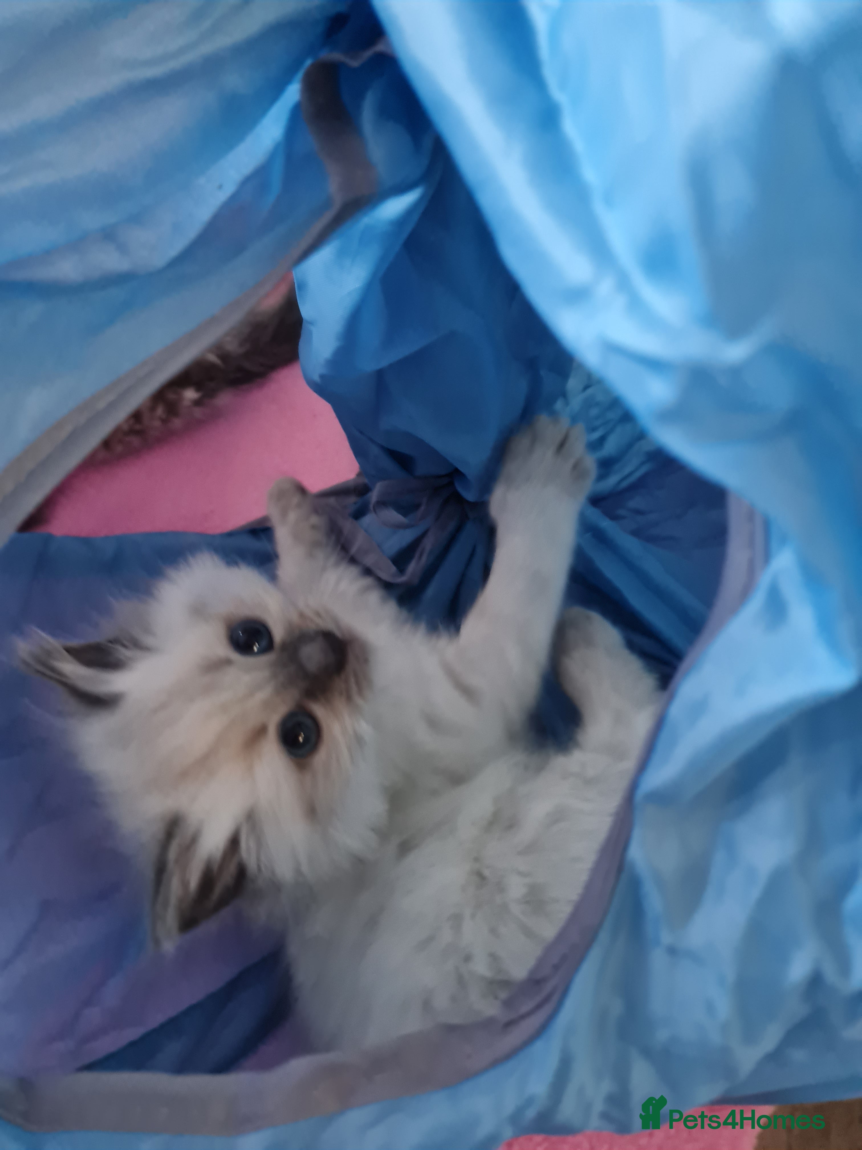 Ragdoll cats Ragdoll kittens for sale  - Advert 18