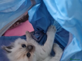 Ragdoll cats Ragdoll kittens for sale - Advert 18