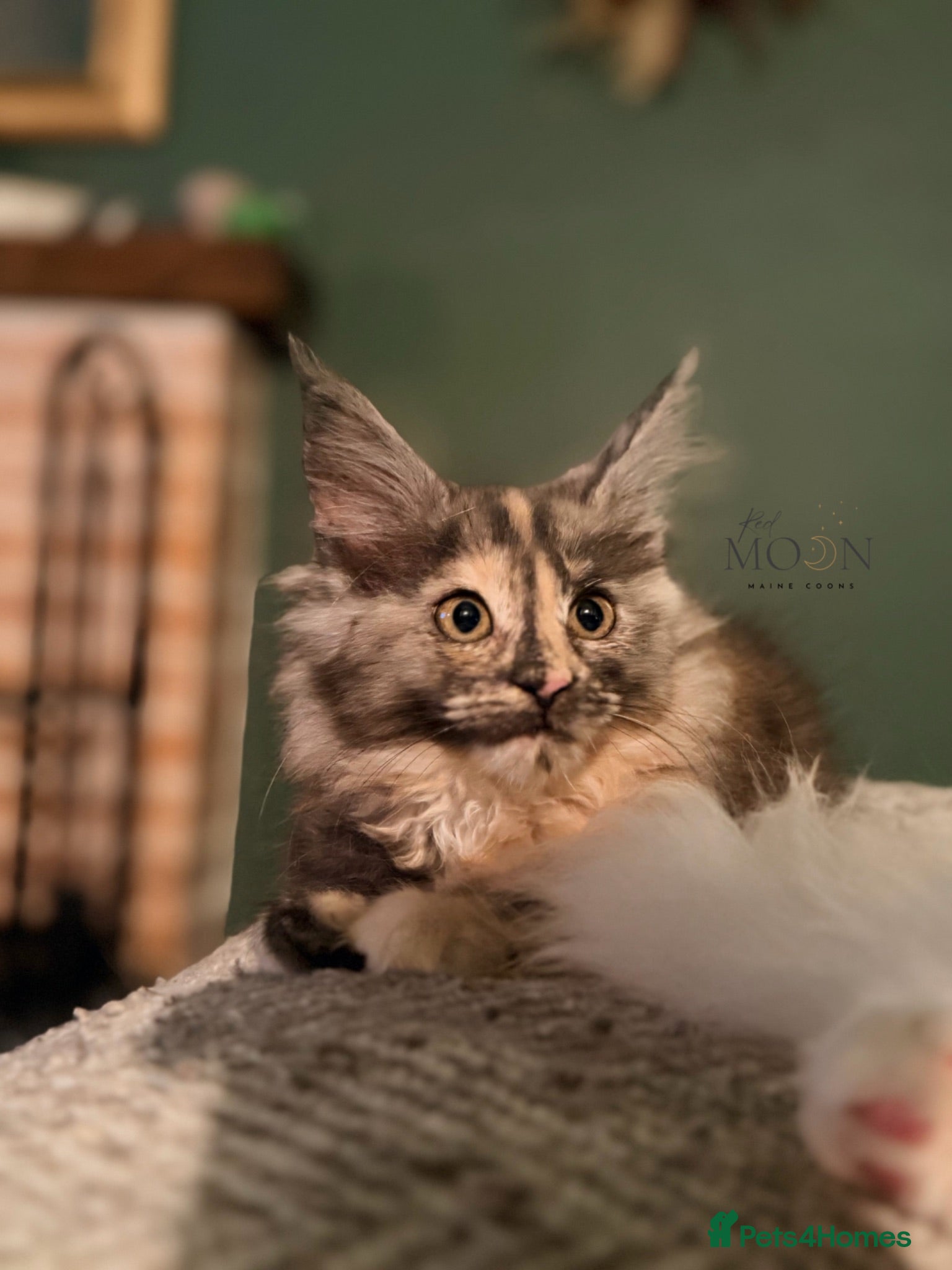 Maine Coon cats Registered Maine Coon kittens - Advert 18