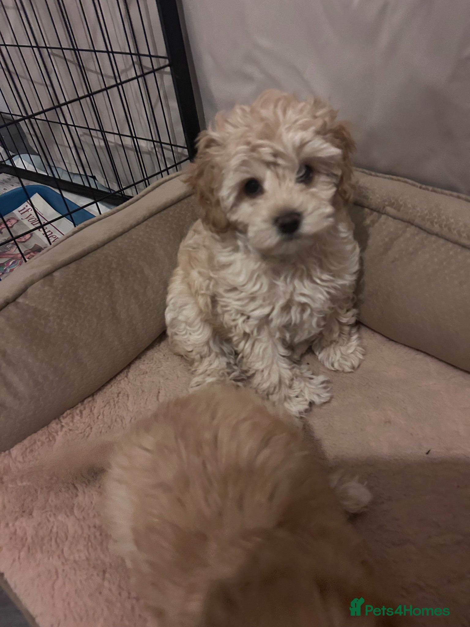Cavapoochon dogs Cavapoochon pups Health tested parents - Advert 12