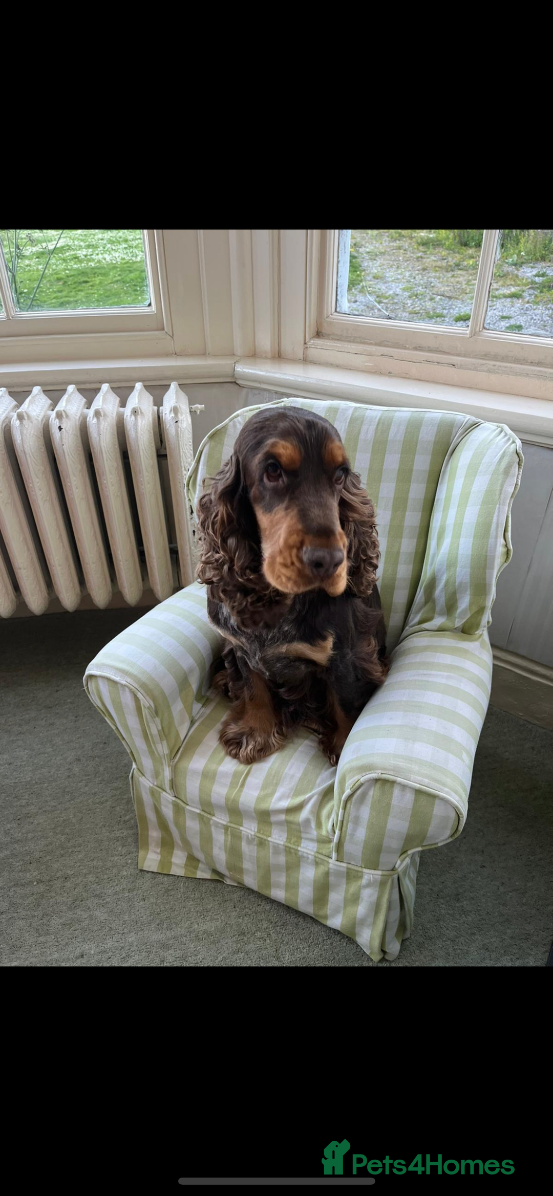 Cocker Spaniel dogs for stud: KC Superb example Classic SHOW Cocker Stud in Ruthin - Image 21