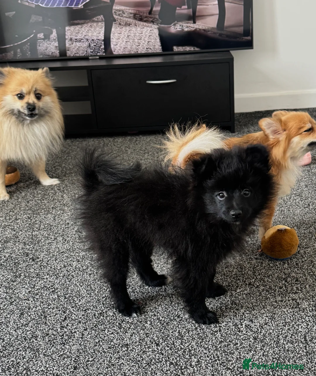 Pomeranian dogs for sale: Lovely Pomeranian Puppy Looking for a Home - Advert 2