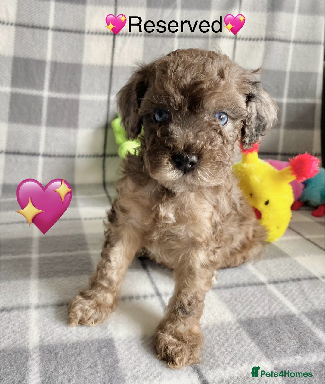 Cavapoo dogs for sale: 💖 Top Quality F1B Cavapoo Puppies DNA TESTED 💖 - Image 32
