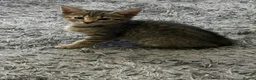 Mixed Breed cats for sale: Kittens - Advert 2