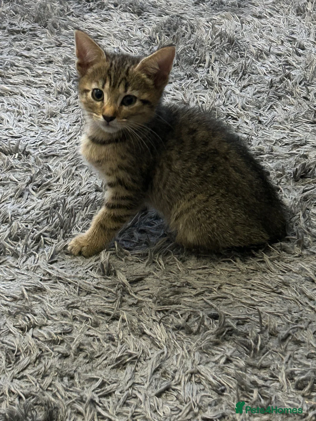 Mixed Breed cats for sale: Kittens - Advert 2