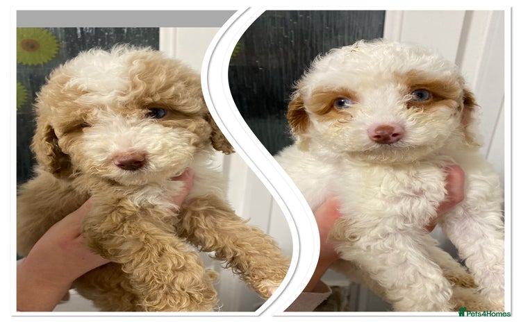 Cavapoo dogs Gorgeous cavapoo girls from health tested parents - Advert 12