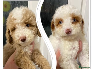 Cavapoo dogs Gorgeous cavapoo girls from health tested parents - Advert 8
