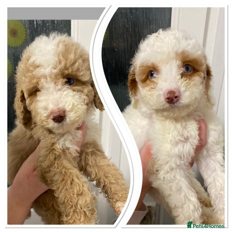 Cavapoo dogs Gorgeous cavapoo girls from health tested parents - Advert 12