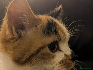 Bengal cats Bengal/Norwegian Forest kittens-New price!! - Advert 18