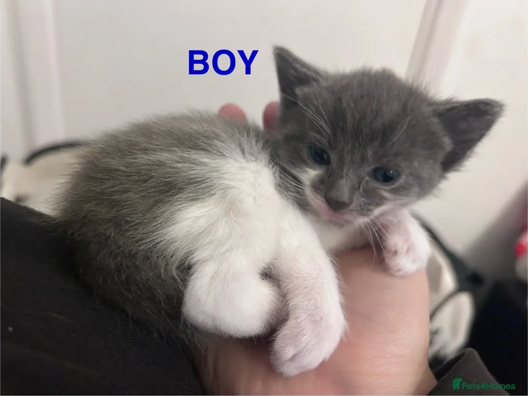 Snowshoe cats for sale: Snowshoe X kittens  - Advert 10
