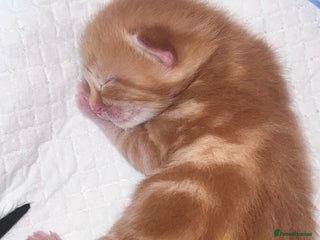 Domestic Shorthair cats - Advert 25