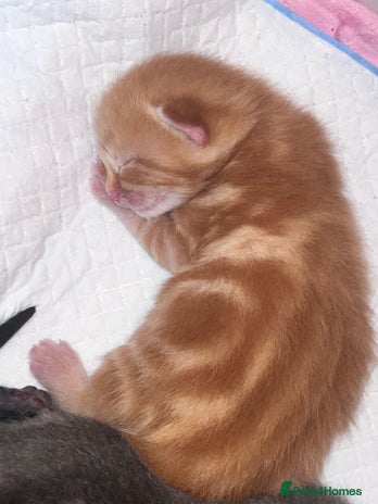 Domestic Shorthair cats - Advert 34