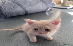 Mixed Breed cats for sale: Mainecoon/Bengal X kittens - Image 4
