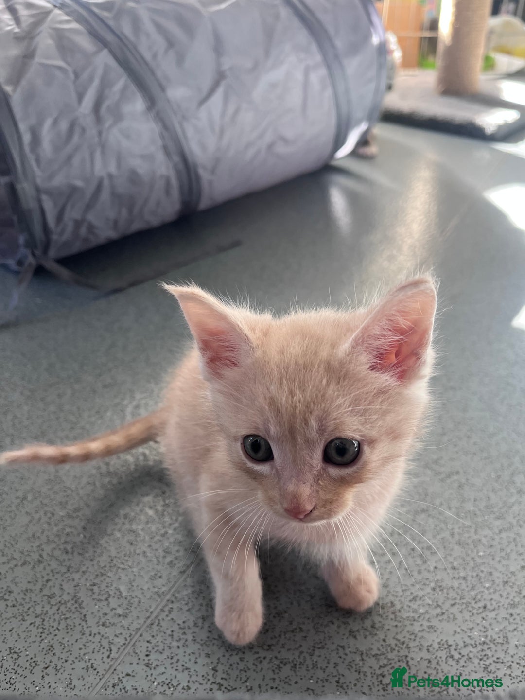 Mixed Breed cats for sale: Mainecoon/Bengal X kittens - Image 4