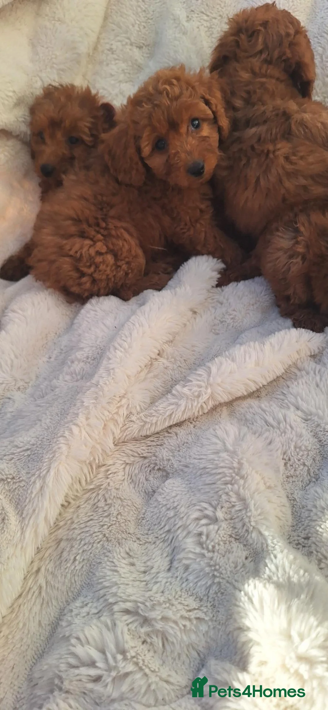Miniature Poodle dogs for sale: 6 beautiful miniture poodle puppies - Advert 17