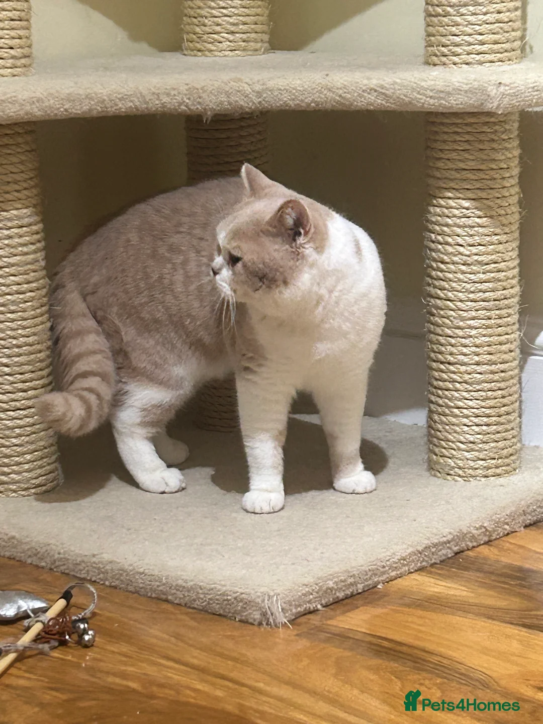 British Shorthair cats for sale: Male for sale - Advert 2