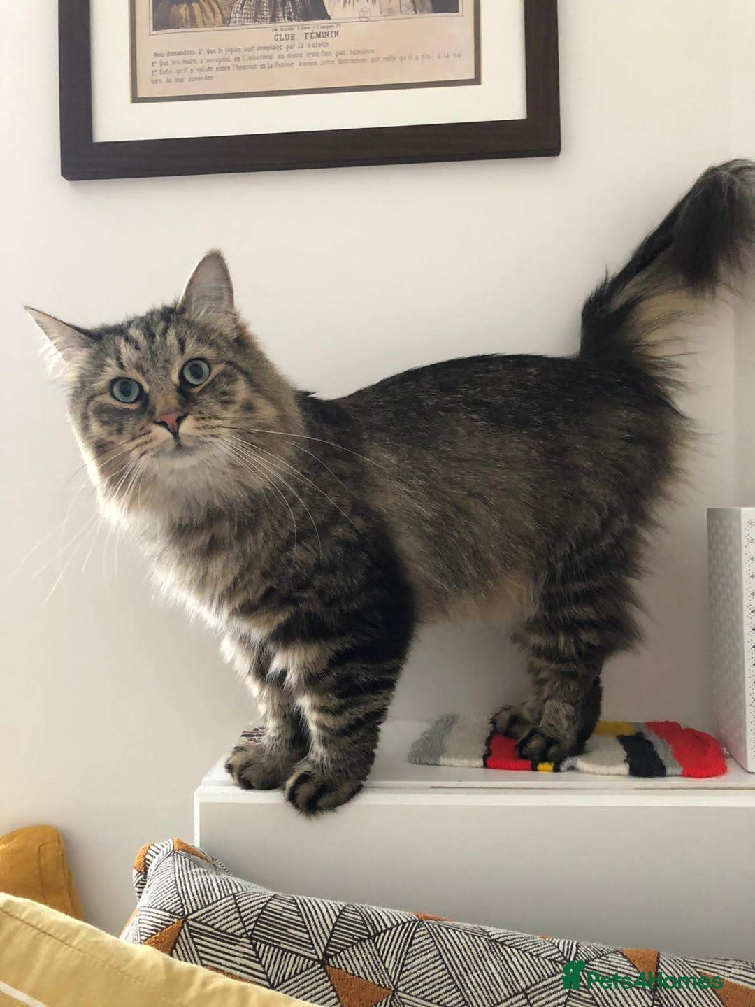 Siberian cats for sale: Siberian cat for sale - Advert 5