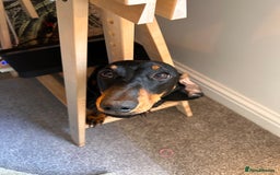 Dachshund dogs for sale: sweet and affectionate 1 year old sausage dog - Image 1