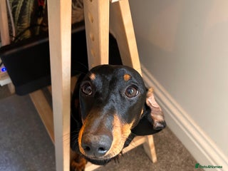 Dachshund dogs for sale: sweet and affectionate 1 year old sausage dog - Advert 1