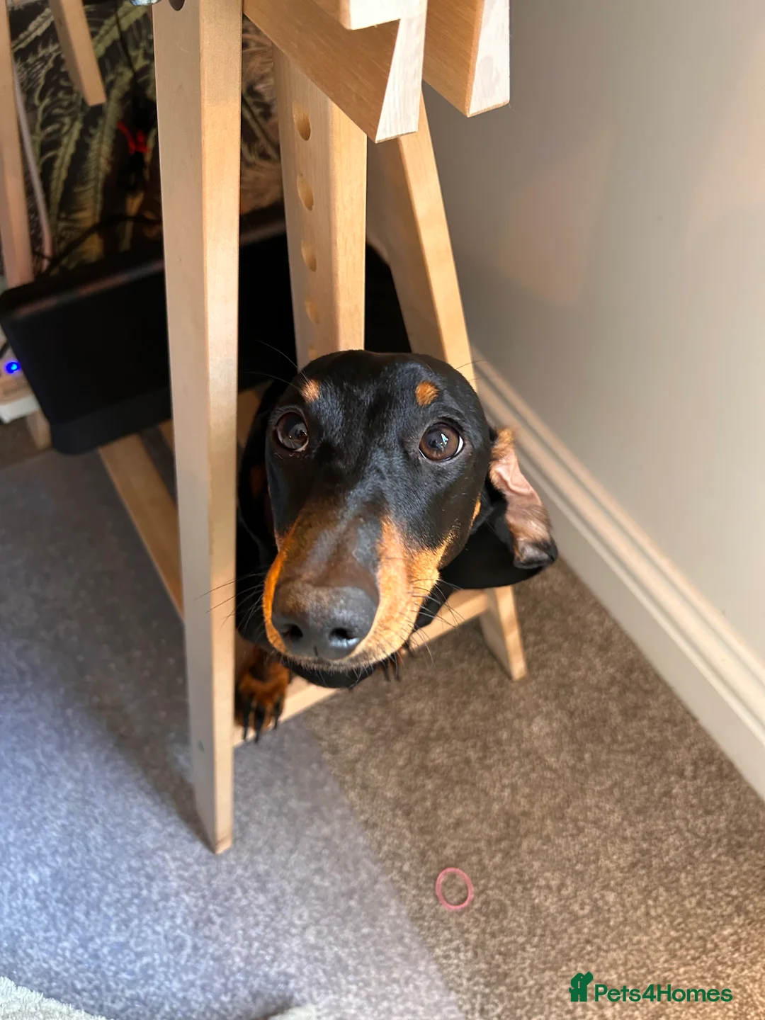 Dachshund dogs for sale: Loving Home Wanted for a Very Special Dog - Advert 1
