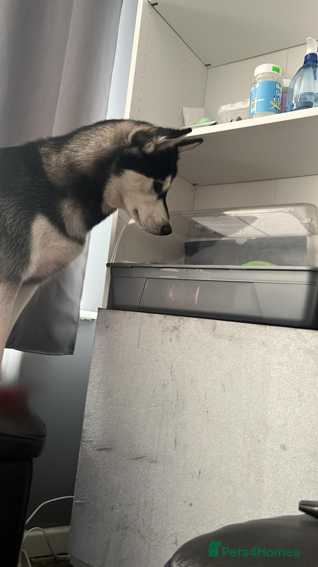 Siberian Husky dogs for sale: Siberian husky  - Advert 3