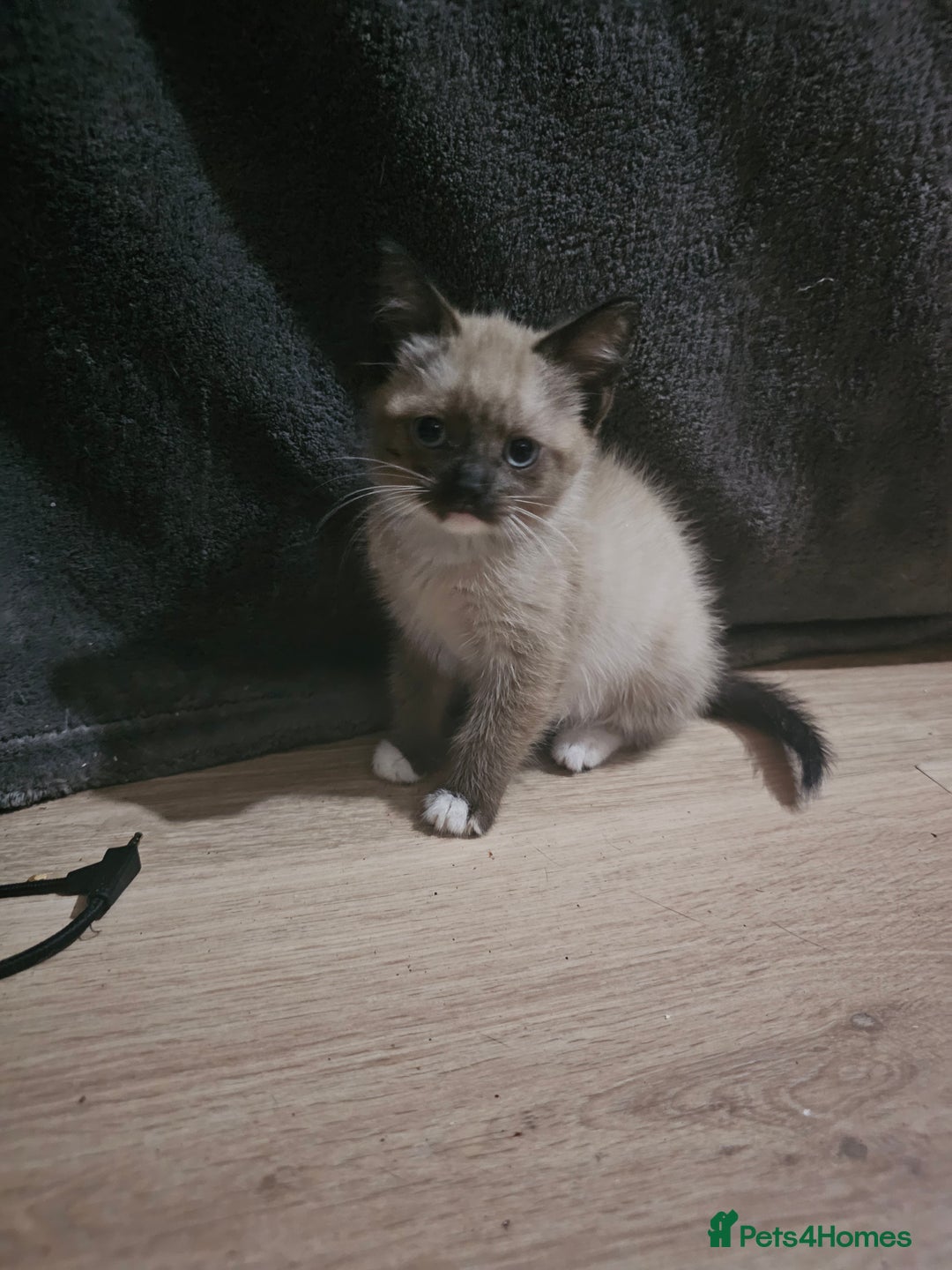 Mixed Breed cats for sale: Adorable kittens for sale - Advert 6