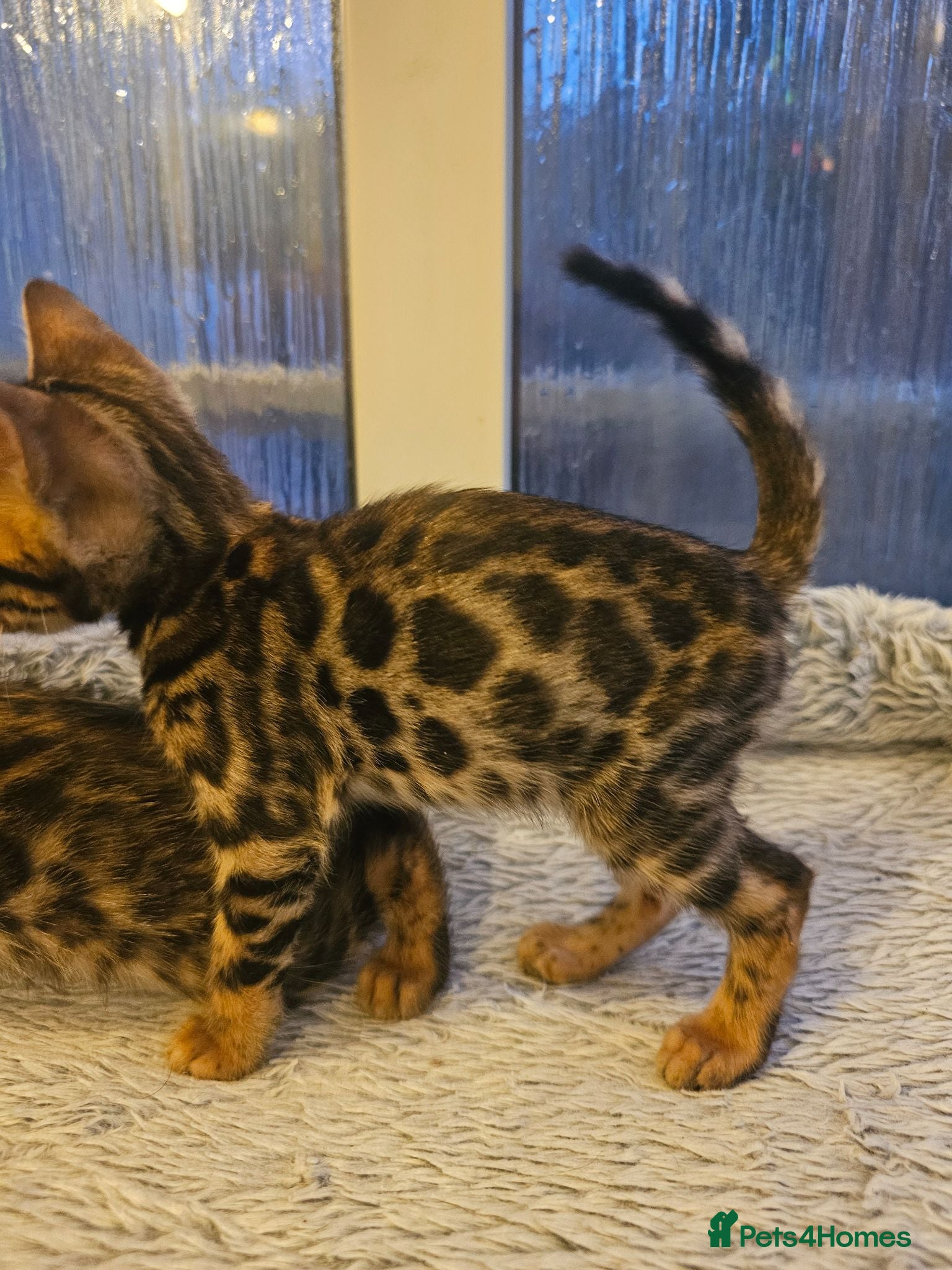 Bengal cats Stunning Bengal Kittens - Advert 6