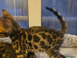 Bengal cats Stunning Bengal Kittens - Advert 6