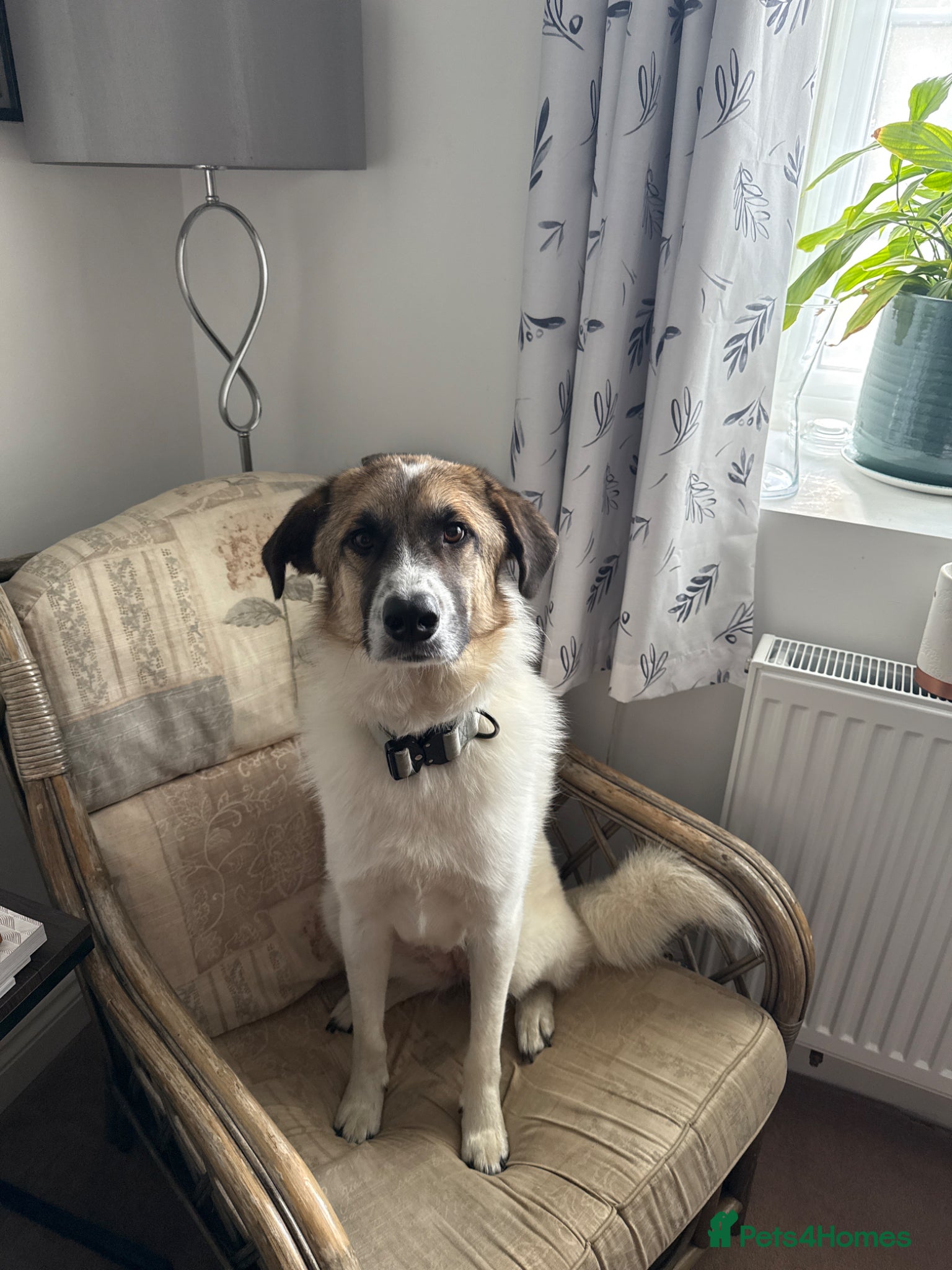 Mixed Breed dogs Adoption / Rehome - Advert 1