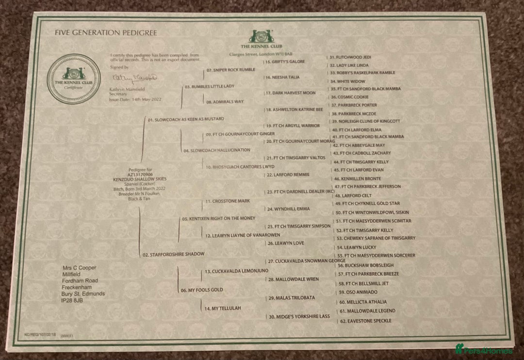 Cocker Spaniel dogs for sale: KC registered working cocker spaniel puppies  - Advert 6