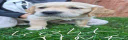 Golden Retriever dogs for sale: Golden retriever puppy's  - Advert 3