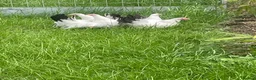 Chickens poultry for sale: Japanese Black Tail hens - Advert 7