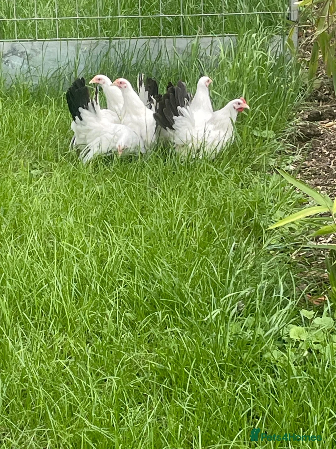 Chickens poultry for sale: Japanese Black Tail hens - Advert 7