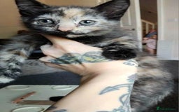 Domestic Shorthair cats for sale: 7 female kittens- 5 black and 1 ginger, one patchy - Image 3