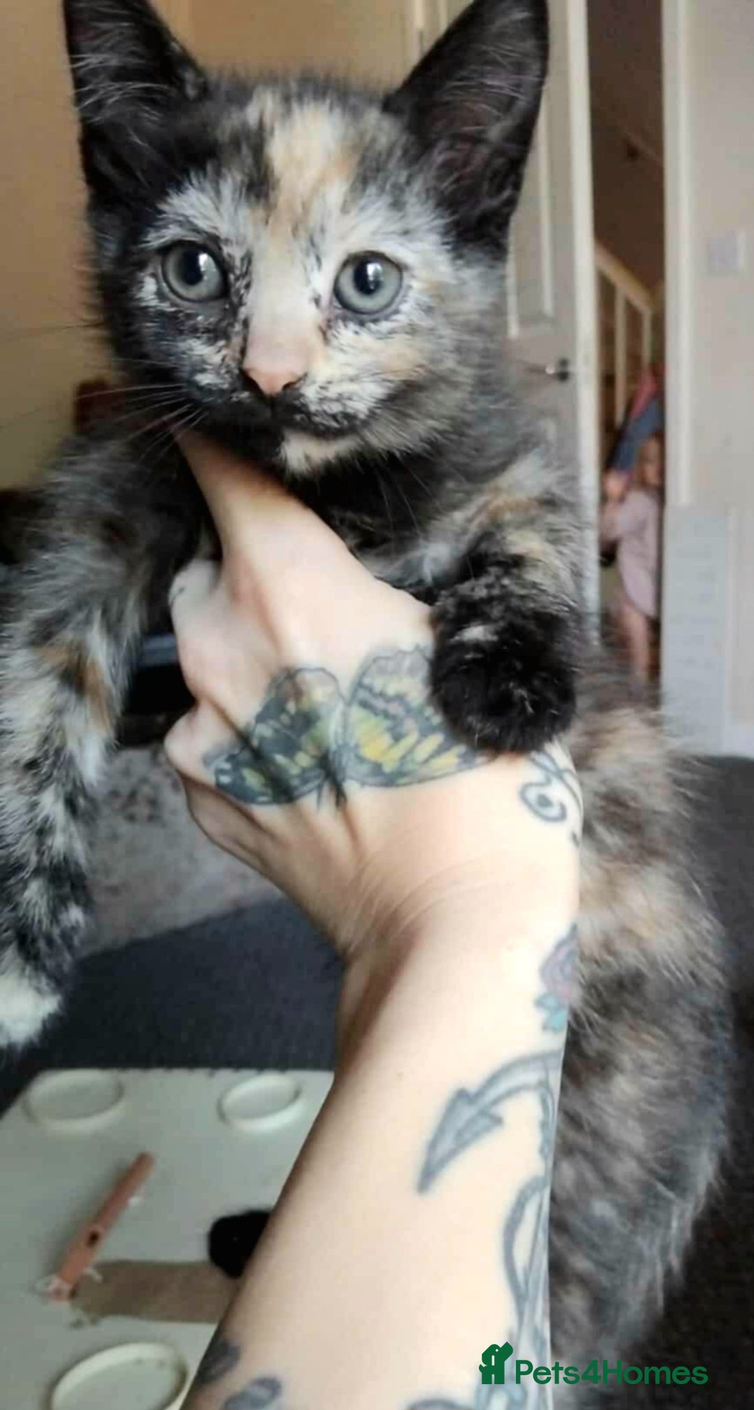 Domestic Shorthair cats for sale: 7 female kittens- 5 black and 1 ginger, one patchy - Image 3