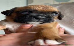 Boxer dogs for sale: Full pedigree boxer puppies  - Image 11