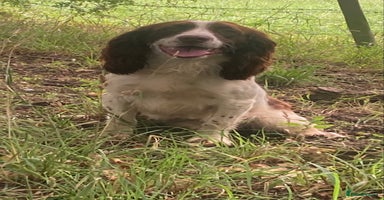 Sprocker dogs - Advert 3